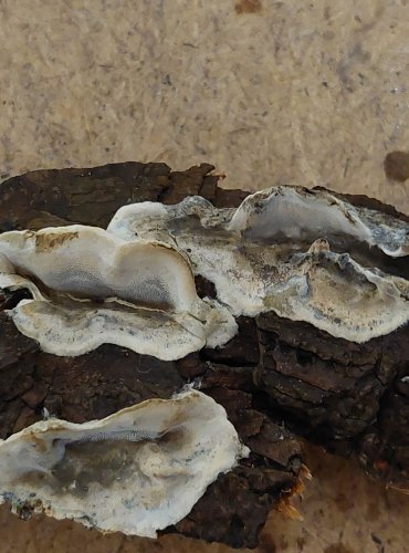 ŠEDOPÓRKA OSMAHLÁ (Bjerkandera adusta) FOTO: Marta Knauerová, 25.–26. 10. 2025