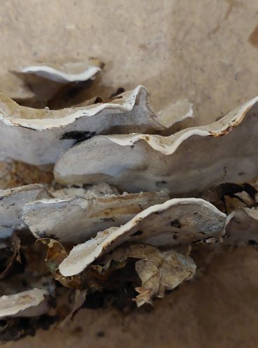 
ŠEDOPÓRKA ZAKOUŘENÁ (Bjerkandera fumosa) FOTO: Marta Knauerová, 25.–26. 10. 2025
