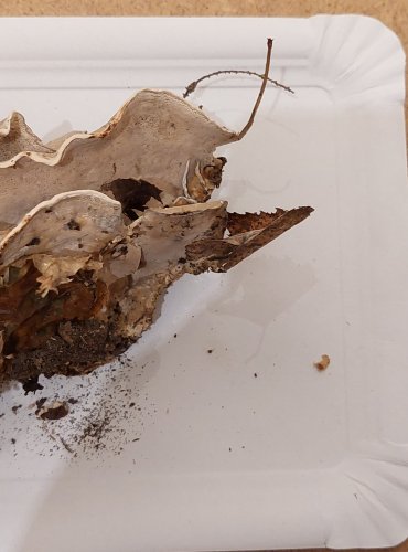 
ŠEDOPÓRKA ZAKOUŘENÁ (Bjerkandera fumosa) FOTO: Marta Knauerová, 25.–26. 10. 2025
