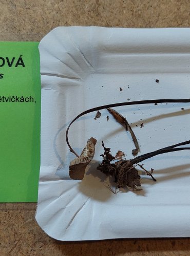 ŠPIČKA CIBULOVÁ (Mycetinis alliaceus) FOTO: Marta Knauerová, 25.–26. 10. 2025