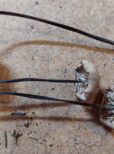 ŠPIČKA CIBULOVÁ (Mycetinis alliaceus) FOTO: Marta Knauerová, 25.–26. 10. 2025