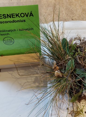 ŠPIČKA ČESNEKOVÁ (Mycetinis scorodonius) FOTO: Marta Knauerová, 25.–26. 10. 2025