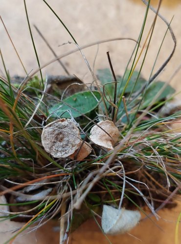 ŠPIČKA ČESNEKOVÁ (Mycetinis scorodonius) FOTO: Marta Knauerová, 25.–26. 10. 2025