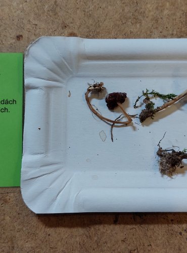 ŠPIČKA OBECNÁ (Marasmius oreades) FOTO: Marta Knauerová, 25.–26. 10. 2025