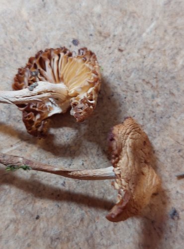 ŠPIČKA OBECNÁ (Marasmius oreades) FOTO: Marta Knauerová, 25.–26. 10. 2025