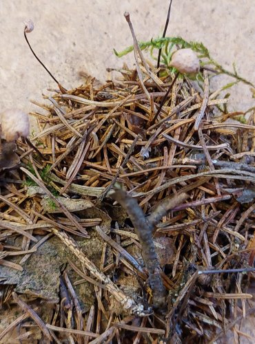 ŠPIČKA PROVRTANÁ (Marasmiellus perforans) FOTO: Marta Knauerová, 25.–26. 10. 2025
