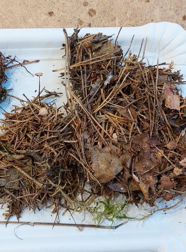 ŠPIČKA PROVRTANÁ (Marasmiellus perforans) FOTO: Marta Knauerová, 25.–26. 10. 2025