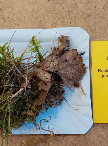 ŠPIČKA ŽÍNĚNÁ (Gymnopus androsaceus) FOTO: Marta Knauerová, 25.–26. 10. 2025