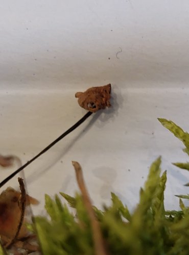 ŠPIČKA ŽÍNĚNÁ (Gymnopus androsaceus) FOTO: Marta Knauerová, 25.–26. 10. 2025