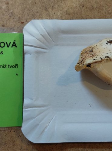 ŠŤAVNATKA BUKOVÁ (Hygrophorus penarius) FOTO: Marta Knauerová, 25.–26. 10. 2025

