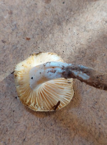 ŠŤAVNATKA BUKOVÁ (Hygrophorus penarius) FOTO: Marta Knauerová, 25.–26. 10. 2025

