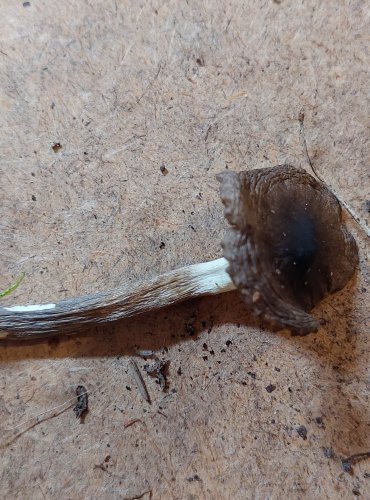 ŠŤAVNATKA OLIVOVĚ BÍLÁ (Hygrophorus olivaceoalbus) FOTO: Marta Knauerová, 25.–26. 10. 2025