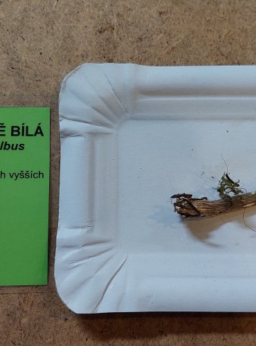 ŠŤAVNATKA OLIVOVĚ BÍLÁ (Hygrophorus olivaceoalbus) FOTO: Marta Knauerová, 25.–26. 10. 2025