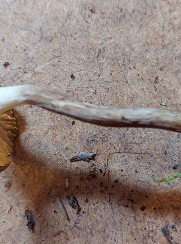 ŠŤAVNATKA OLIVOVĚ BÍLÁ (Hygrophorus olivaceoalbus) FOTO: Marta Knauerová, 25.–26. 10. 2025