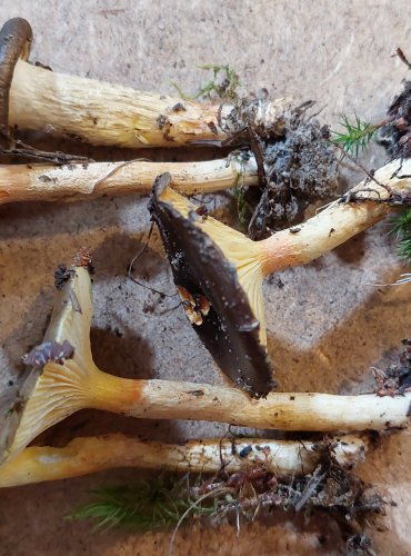 ŠŤAVNATKA POMRAZKA (Hygrophorus hypothejus) FOTO: Marta Knauerová, 25.–26. 10. 2025