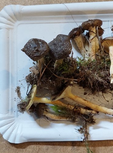 ŠŤAVNATKA POMRAZKA (Hygrophorus hypothejus) FOTO: Marta Knauerová, 25.–26. 10. 2025