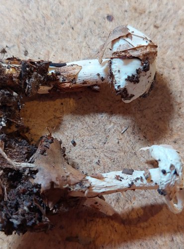 
ŠŤAVNATKA SLONOVINOVÁ (Hygrophorus eburneus) FOTO: Marta Knauerová, 25.–26. 10. 2025
