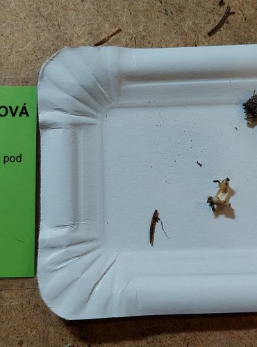 
ŠŤAVNATKA SLONOVINOVÁ (Hygrophorus eburneus) FOTO: Marta Knauerová, 25.–26. 10. 2025
