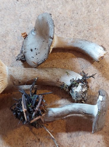 
ŠŤAVNATKA TEČKOVANÁ (Hygrophorus pustulatus) FOTO: Marta Knauerová, 25.–26. 10. 2025
