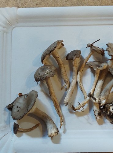 
ŠŤAVNATKA TEČKOVANÁ (Hygrophorus pustulatus) FOTO: Marta Knauerová, 25.–26. 10. 2025
