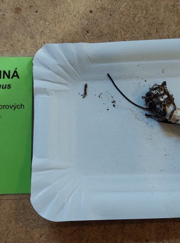 ŠŤAVNATKA VONNÁ (Hygrophorus agathosmus) FOTO: Marta Knauerová, 25.–26. 10. 2025

