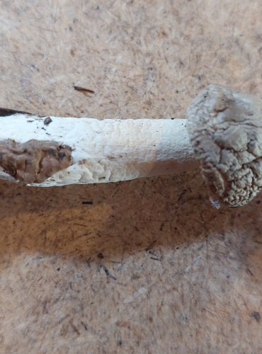 ŠŤAVNATKA VONNÁ (Hygrophorus agathosmus) FOTO: Marta Knauerová, 25.–26. 10. 2025

