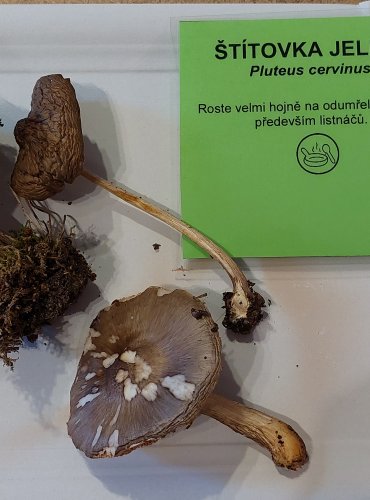 ŠTÍTOVKA JELENÍ (Pluteus cervinus) FOTO: Marta Knauerová, 25.–26. 10. 2025