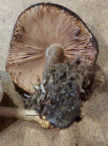 ŠTÍTOVKA JELENÍ (Pluteus cervinus) FOTO: Marta Knauerová, 25.–26. 10. 2025
