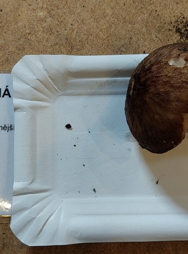 ŠTÍTOVKA STINNÁ (Pluteus umbrosus) FOTO: Marta Knauerová, 25.–26. 10. 2025