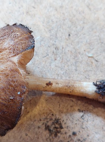 ŠTÍTOVKA STINNÁ (Pluteus umbrosus) FOTO: Marta Knauerová, 25.–26. 10. 2025