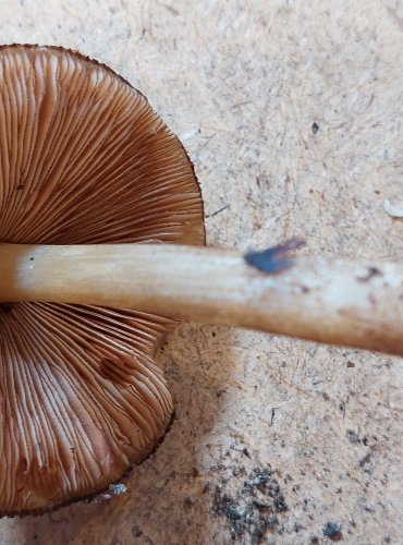 ŠTÍTOVKA STINNÁ (Pluteus umbrosus) FOTO: Marta Knauerová, 25.–26. 10. 2025