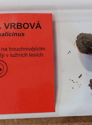 ŠTÍTOVKA VRBOVÁ (Pluteus salicinus) FOTO: Marta Knauerová, 25.–26. 10. 2025