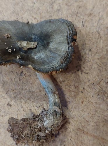 ŠTÍTOVKA VRBOVÁ (Pluteus salicinus) FOTO: Marta Knauerová, 25.–26. 10. 2025