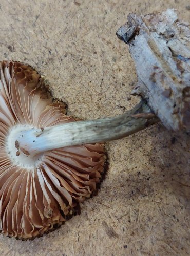 ŠTÍTOVKA VRBOVÁ (Pluteus salicinus) FOTO: Marta Knauerová, 25.–26. 10. 2025