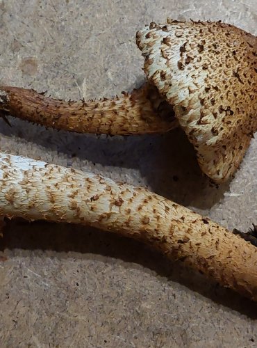 ŠUPINOVKA KOSTRBATÁ (Pholiota squarrosa) FOTO: Marta Knauerová, 25.–26. 10. 2025