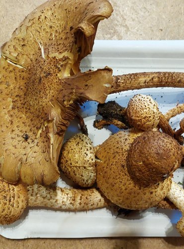 ŠUPINOVKA KOSTRBATÁ (Pholiota squarrosa) FOTO: Marta Knauerová, 25.–26. 10. 2025