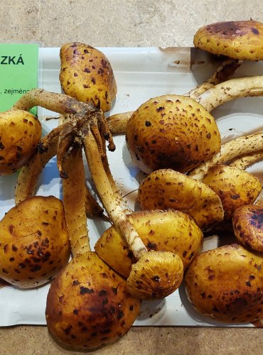 ŠUPINOVKA SLIZKÁ (Pholiota adiposa) FOTO: Marta Knauerová, 25.–26. 10. 2025