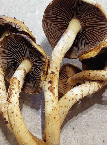 ŠUPINOVKA SLIZKÁ (Pholiota adiposa) FOTO: Marta Knauerová, 25.–26. 10. 2025