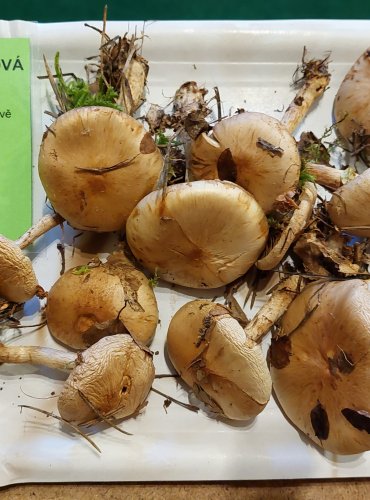 ŠUPINOVKA ŠEDOHLÍNOVÁ (Pholiota lenta) FOTO: Marta Knauerová, 25.–26. 10. 2025