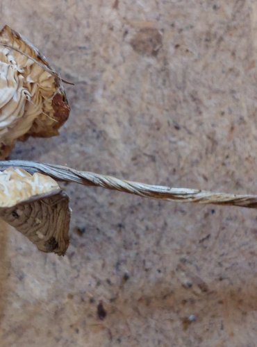 TMAVOBĚLKA ŠEDOBĚLAVÁ (Melanoleuca polioleuca) FOTO: Marta Knauerová, 25.–26. 10. 2025