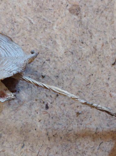 TMAVOBĚLKA ŠEDOBĚLAVÁ (Melanoleuca polioleuca) FOTO: Marta Knauerová, 25.–26. 10. 2025