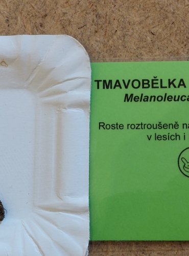 TMAVOBĚLKA ŠEDOBĚLAVÁ (Melanoleuca polioleuca) FOTO: Marta Knauerová, 25.–26. 10. 2025
