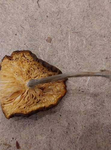 
TMAVOBĚLKA ŽLUTAVÁ (Melanoleuca cognata) FOTO: Marta Knauerová, 25.–26. 10. 2025
