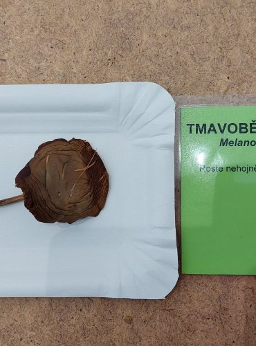 
TMAVOBĚLKA ŽLUTAVÁ (Melanoleuca cognata) FOTO: Marta Knauerová, 25.–26. 10. 2025
