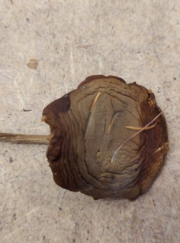 
TMAVOBĚLKA ŽLUTAVÁ (Melanoleuca cognata) FOTO: Marta Knauerová, 25.–26. 10. 2025
