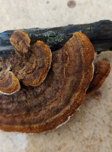 TRÁMOVKA PLOTNÍ (Gloeophyllum sepiarium) FOTO: Marta Knauerová, 25.–26. 10. 2025