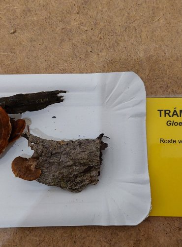 TRÁMOVKA PLOTNÍ (Gloeophyllum sepiarium) FOTO: Marta Knauerová, 25.–26. 10. 2025