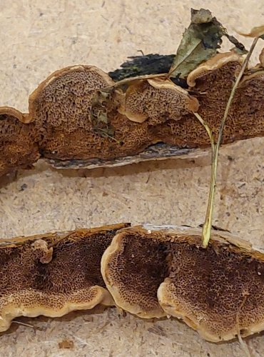 TRÁMOVKA TRÁMOVÁ (Gloeophyllum trabeum) FOTO: Marta Knauerová, 25.–26. 10. 2025

