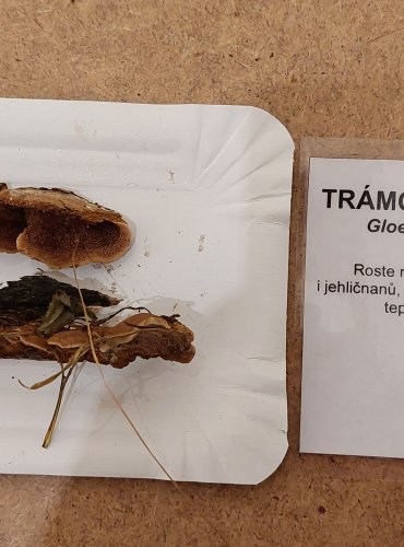 TRÁMOVKA TRÁMOVÁ (Gloeophyllum trabeum) FOTO: Marta Knauerová, 25.–26. 10. 2025

