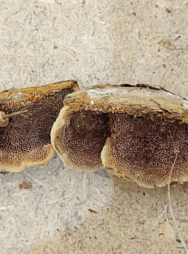 TRÁMOVKA TRÁMOVÁ (Gloeophyllum trabeum) FOTO: Marta Knauerová, 25.–26. 10. 2025